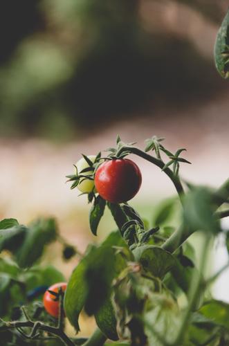 Tomaten düngen mit Bio-Dünger von EASYDUNG